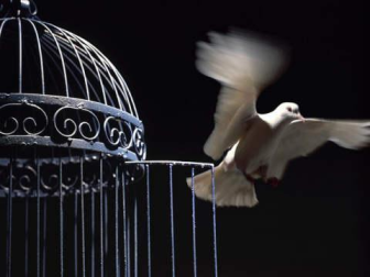 Pájaro saliendo de jaula